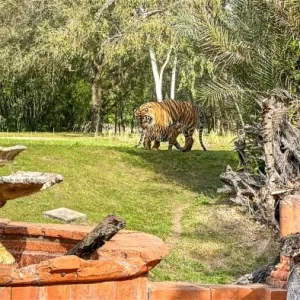 AK-Basko-Tiger-Cub-Maharajah-Jungle-Trek-crowds-animal-kingdom-05-700x394.webp